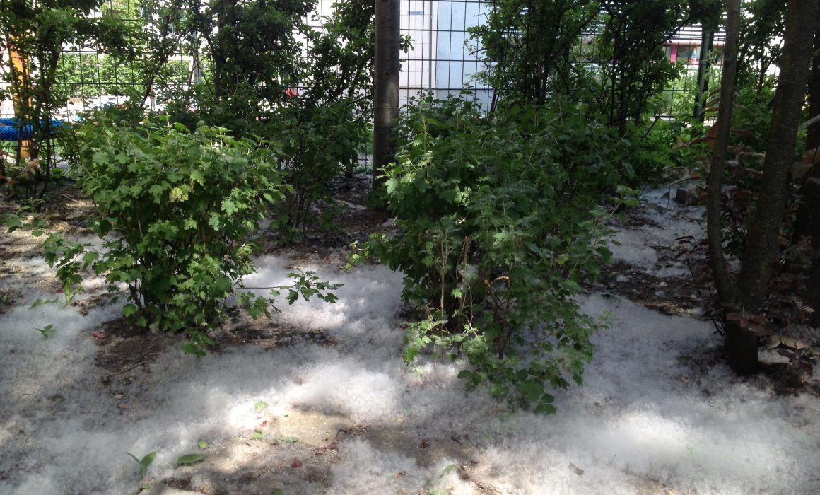 Poplar Tree seeds gather like snow in Berlin courtyards