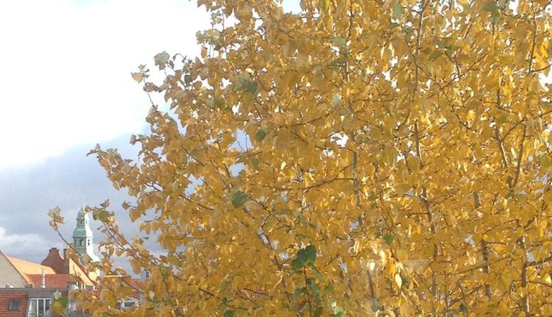 Yelloe leaves on a tress in Berlin in Autumn