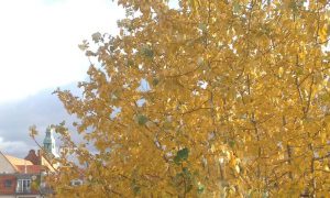 Yelloe leaves on a tree in Berlin in Autumn