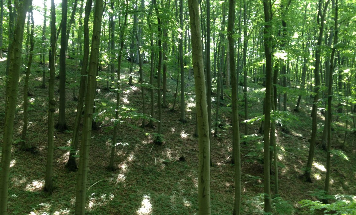 Gruenewald forest in Berlin