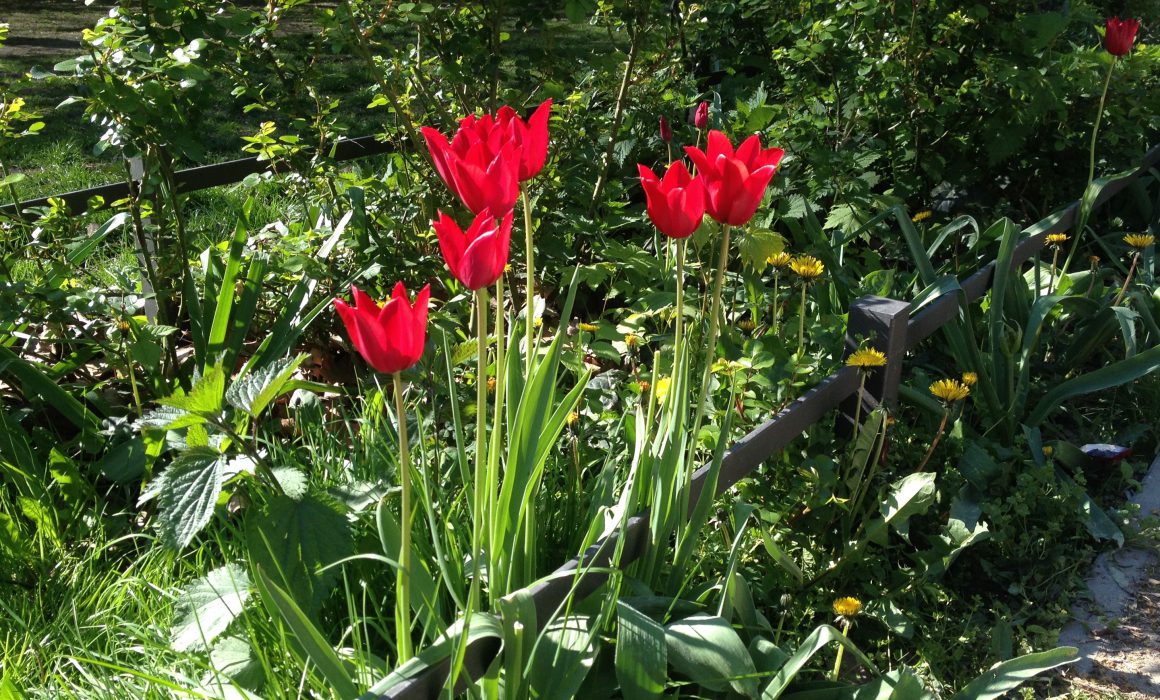 Tulips growing at a Hummanplatz Playground