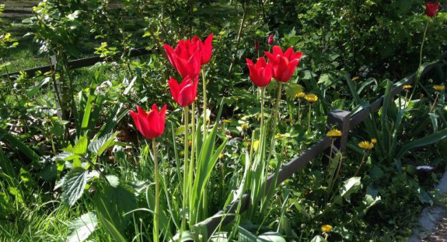 Tulips growing at a Hummanplatz Playground