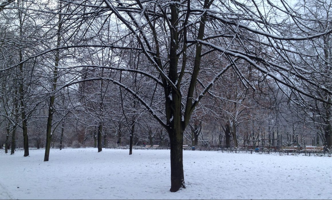 Tree and park with snow in Berlin