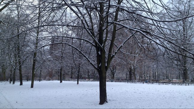 Tree and park with snow in Berlin