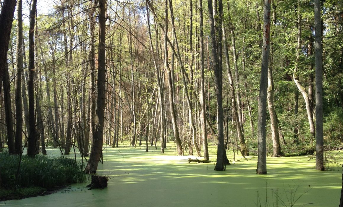 Mangrove-trees-Brandenburg