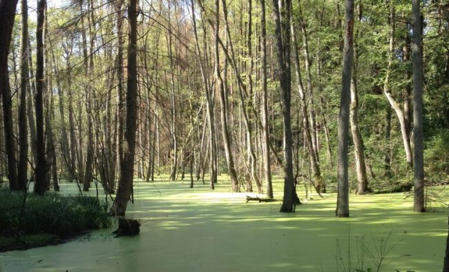 Mangrove-trees-Brandenburg