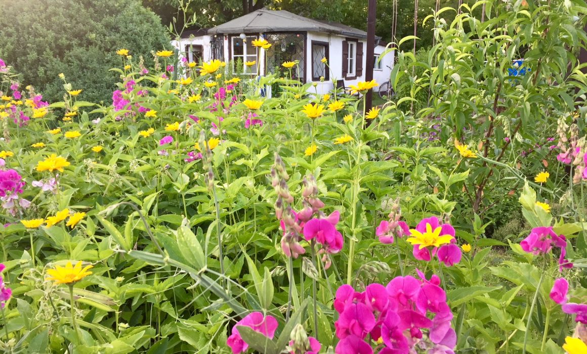 Garden with flowers and small house